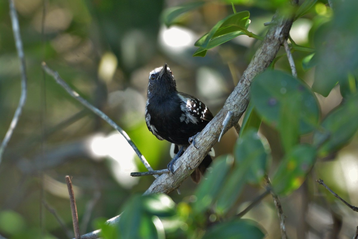 Southern White-fringed Antwren - Júlio César Machado