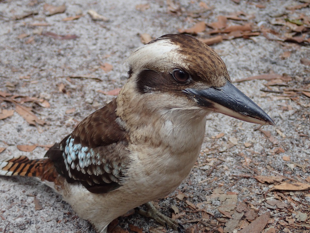 Laughing Kookaburra - Anonymous