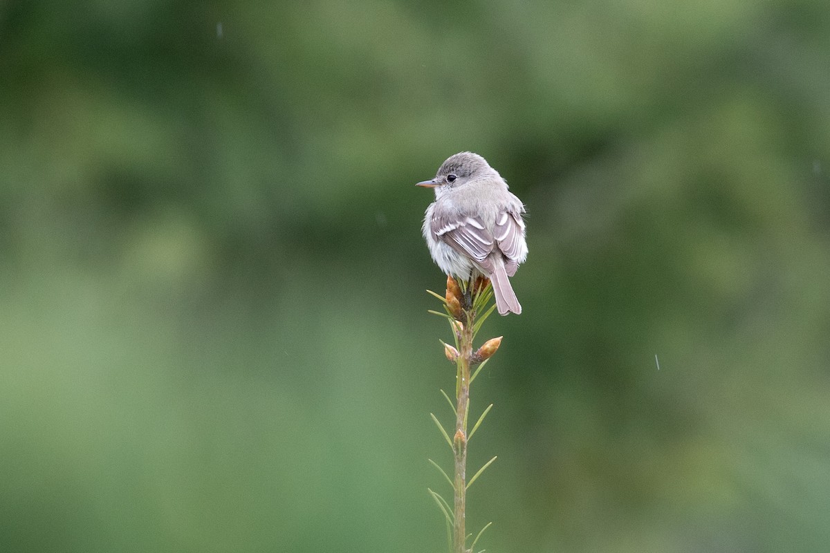 Gray Flycatcher - Wayne Sladek