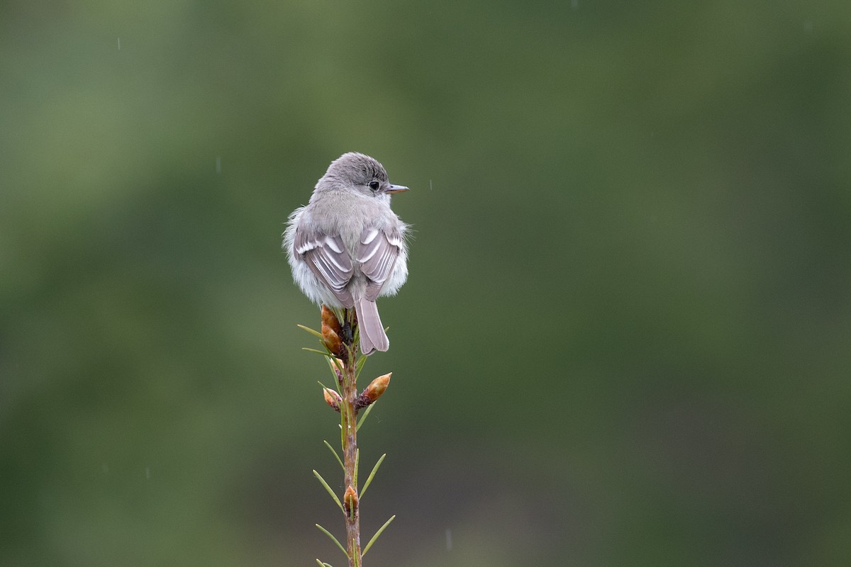 Gray Flycatcher - Wayne Sladek