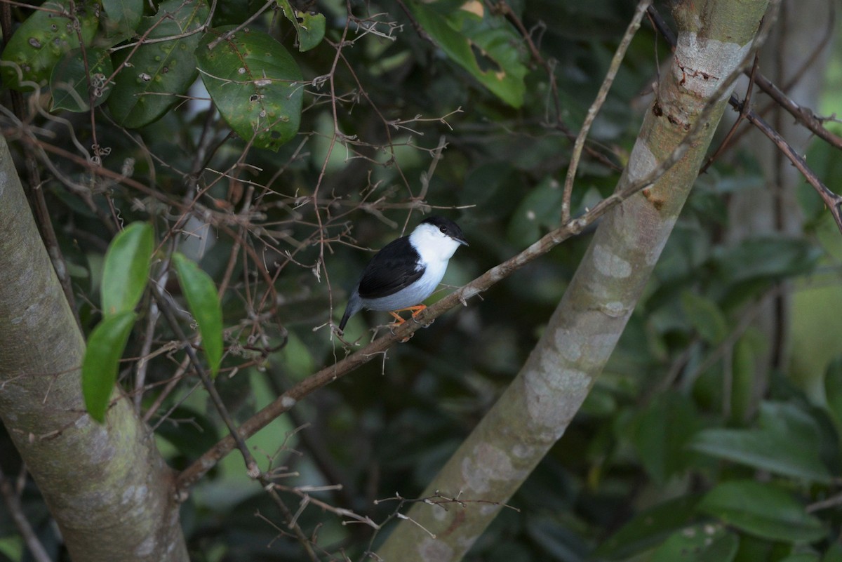 White-bearded Manakin - ML619623058