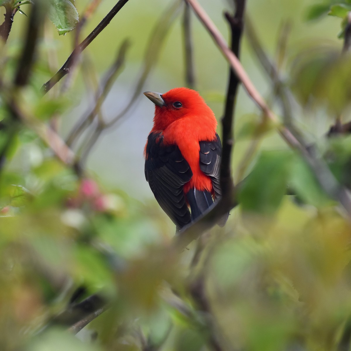 Scarlet Tanager - Shauna Rasband