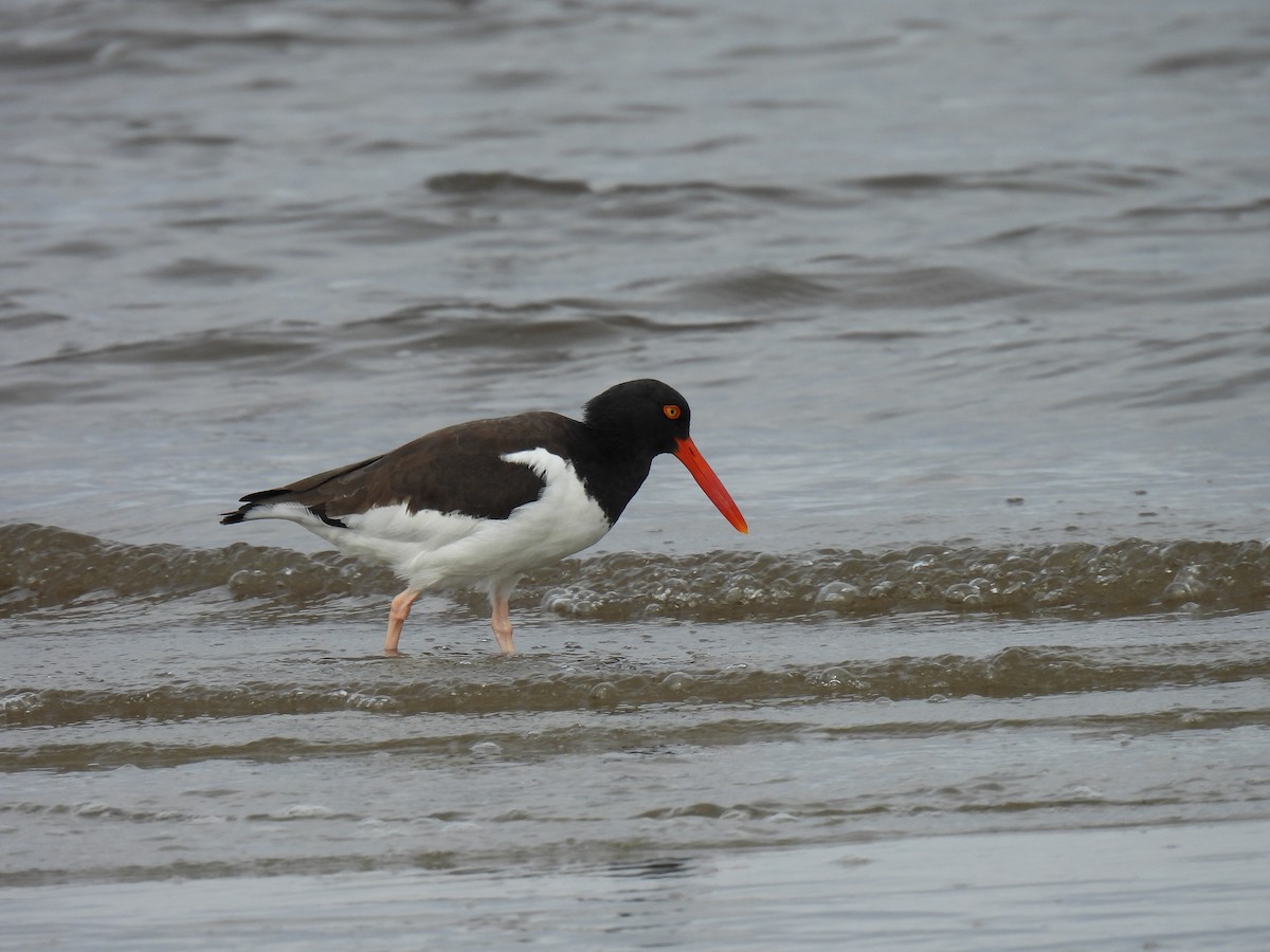 American Oystercatcher - ML619623070