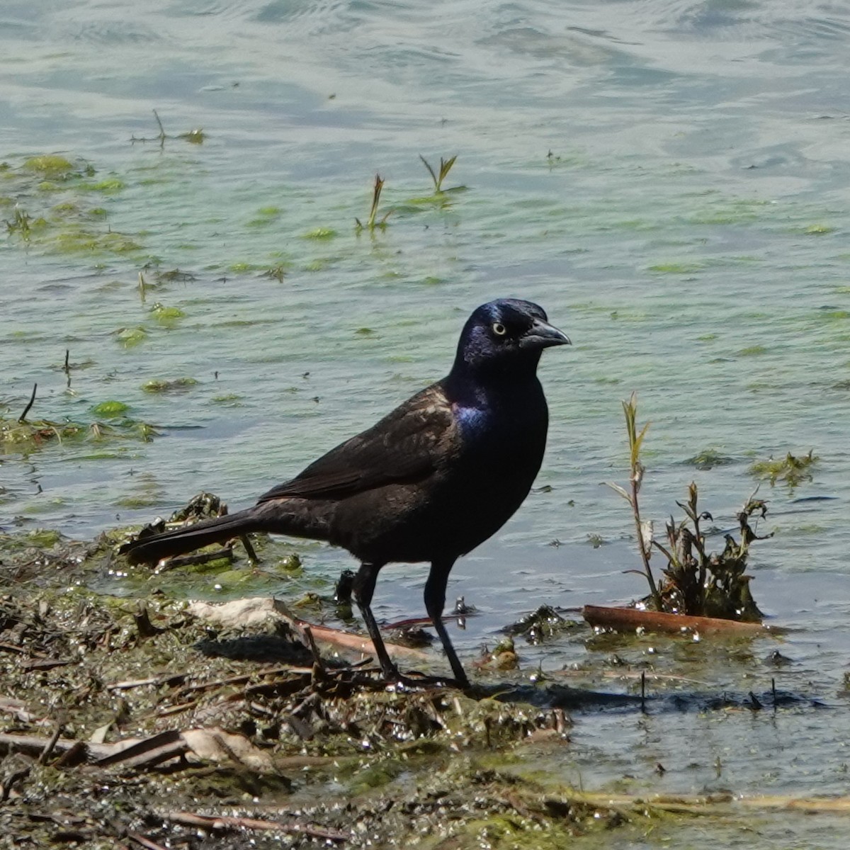 Common Grackle - Jana Lagan