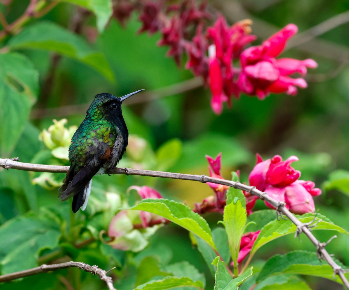 Black-bellied Hummingbird - Cristina Rappa