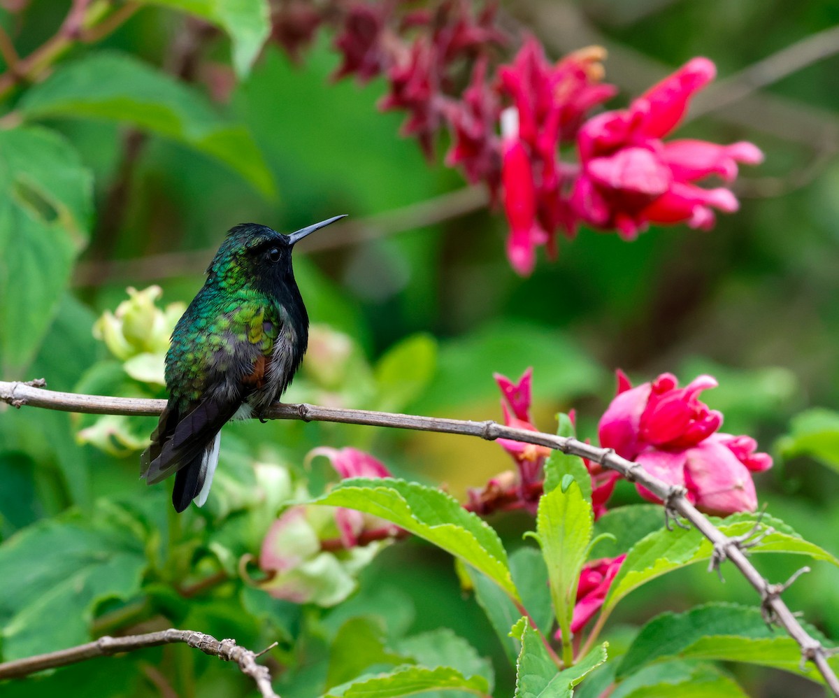 Colibri à ventre noir - ML619623082