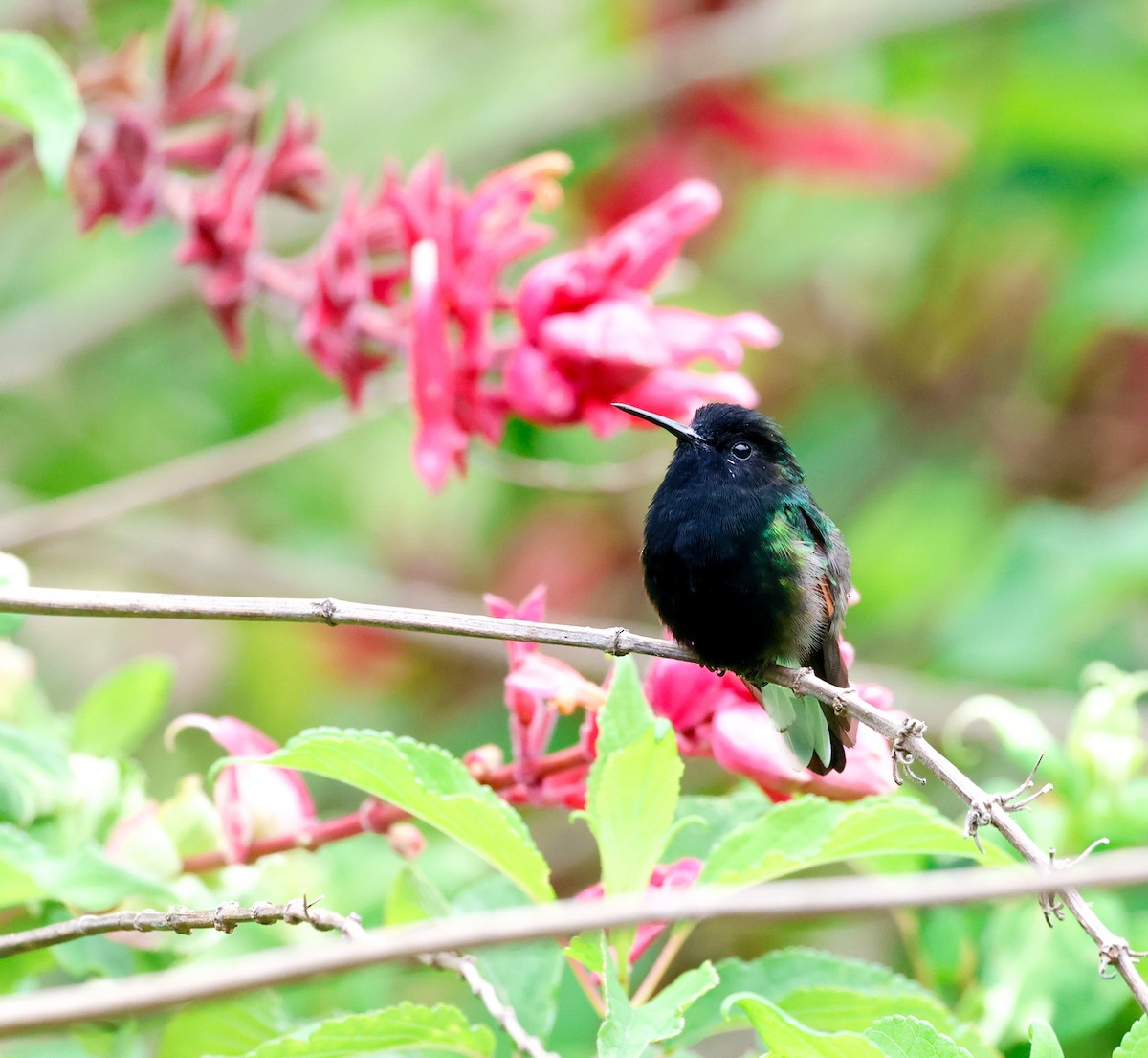 Colibrí Ventrinegro - ML619623083