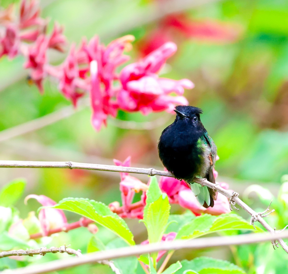 Black-bellied Hummingbird - Cristina Rappa