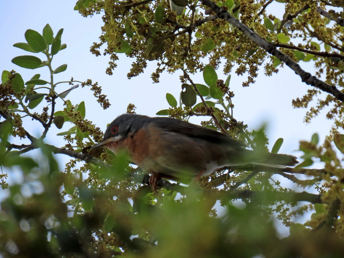 Western Subalpine Warbler - Francisco Javier Calvo lesmes