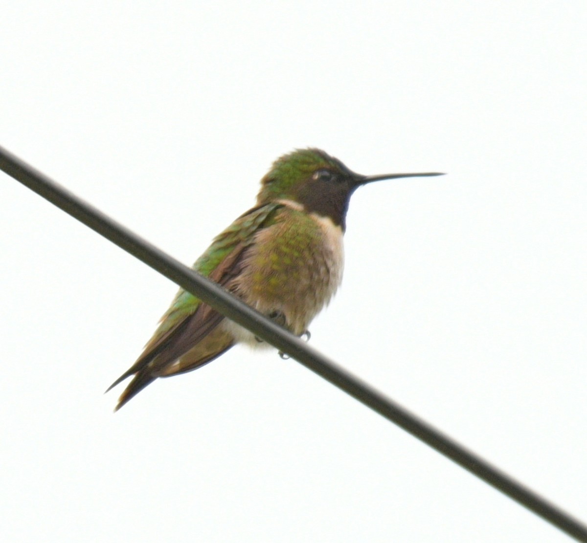 Ruby-throated Hummingbird - France Carbonneau