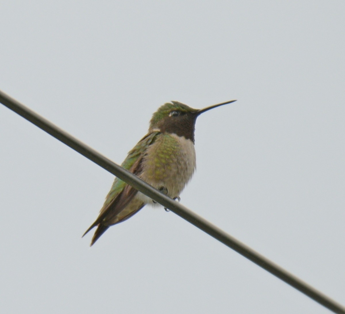 Ruby-throated Hummingbird - France Carbonneau