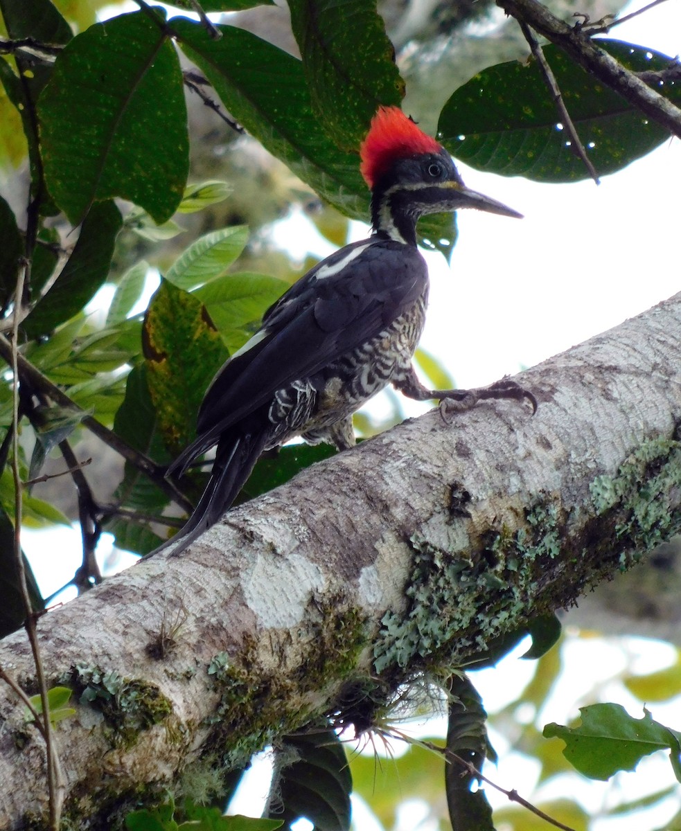 Lineated Woodpecker - Juan Camilo Lievano