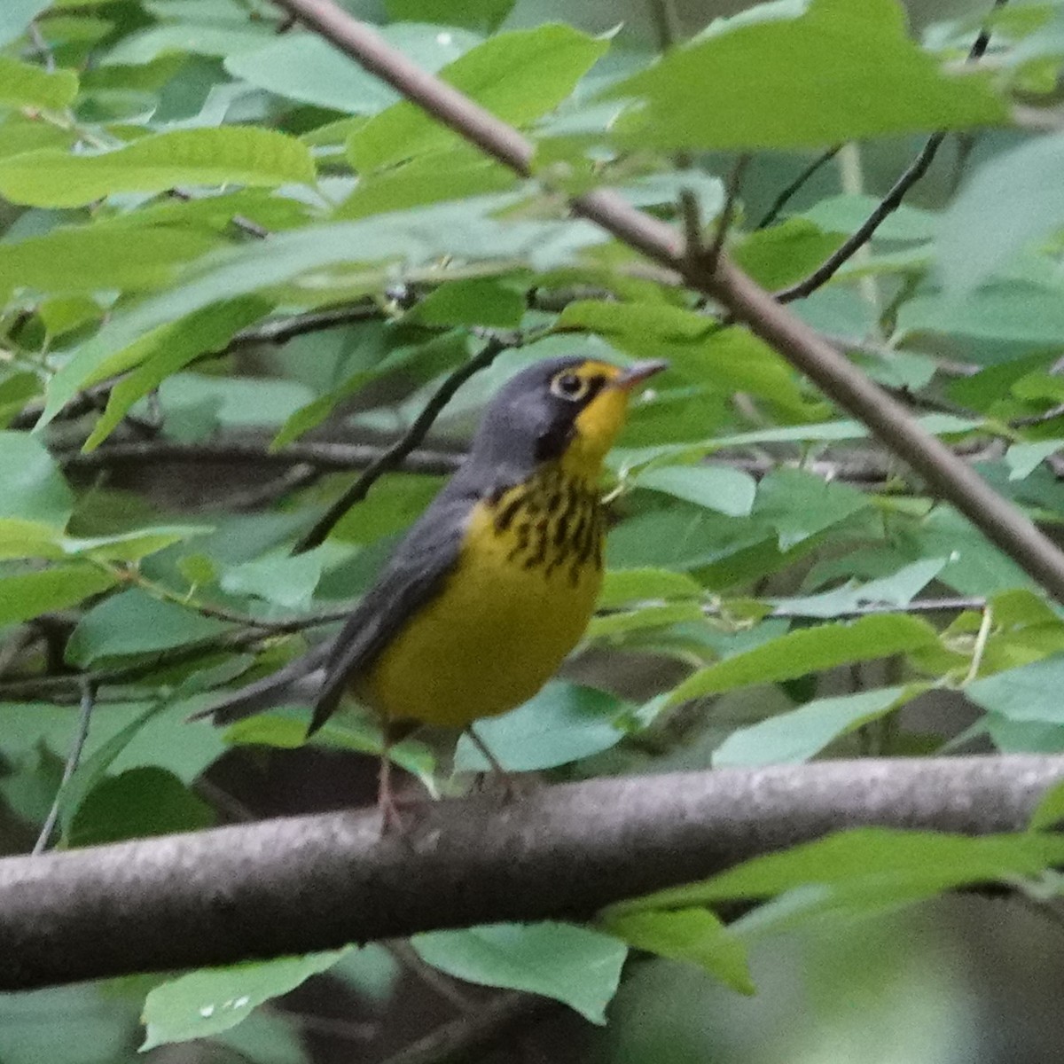 Canada Warbler - Jana Lagan