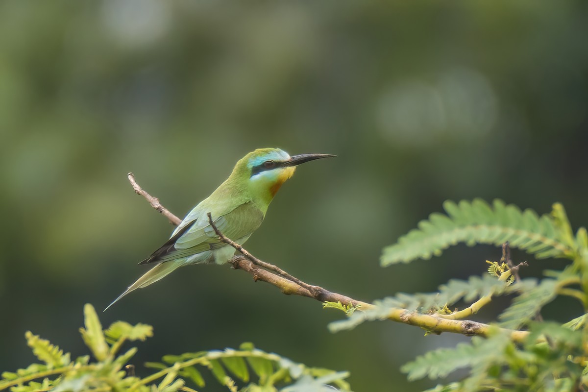 Blue-cheeked Bee-eater - Dimuthu Wickramasinghe