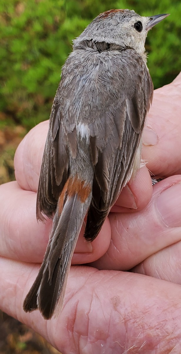 Lucy's Warbler - Nancy Cox