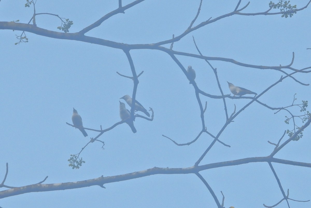 White-headed Starling - ML619623122