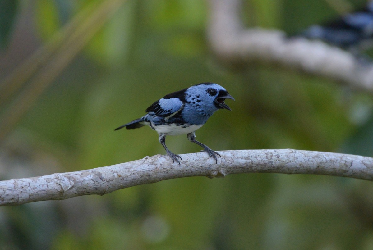 White-bellied Tanager - Júlio César Machado