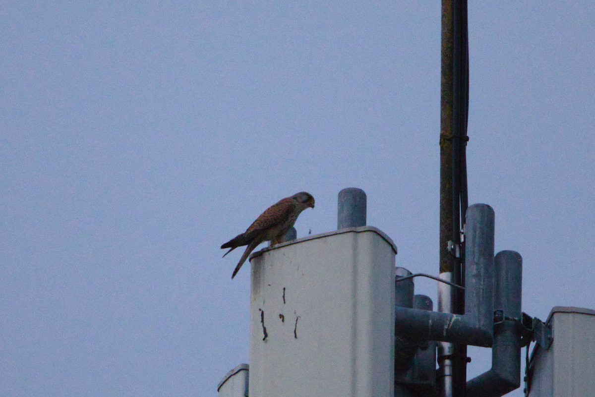 Eurasian Kestrel - Zsolt Semperger