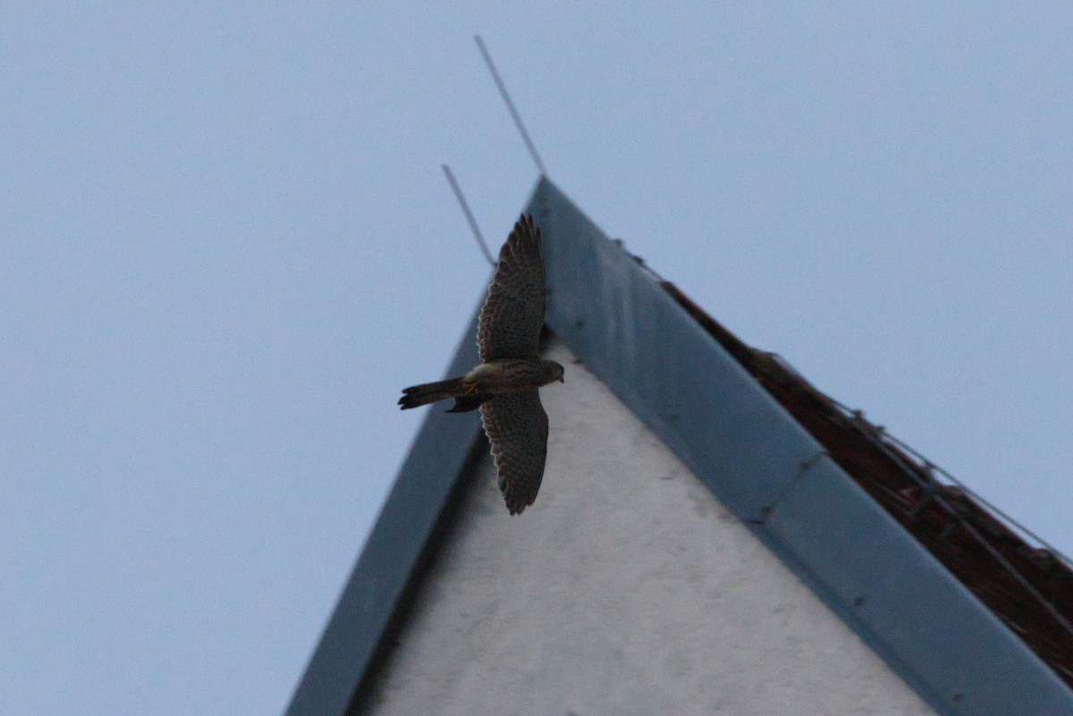 Eurasian Kestrel - Zsolt Semperger