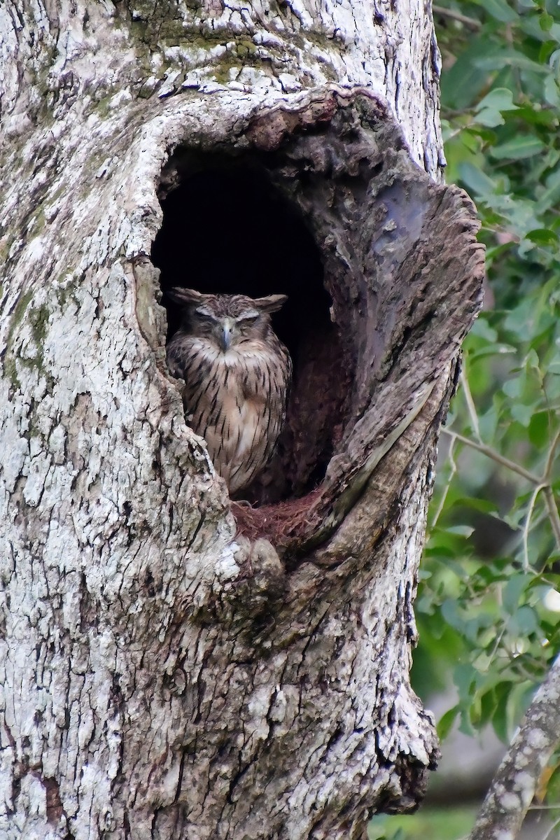 Brown Fish-Owl - ML619623131