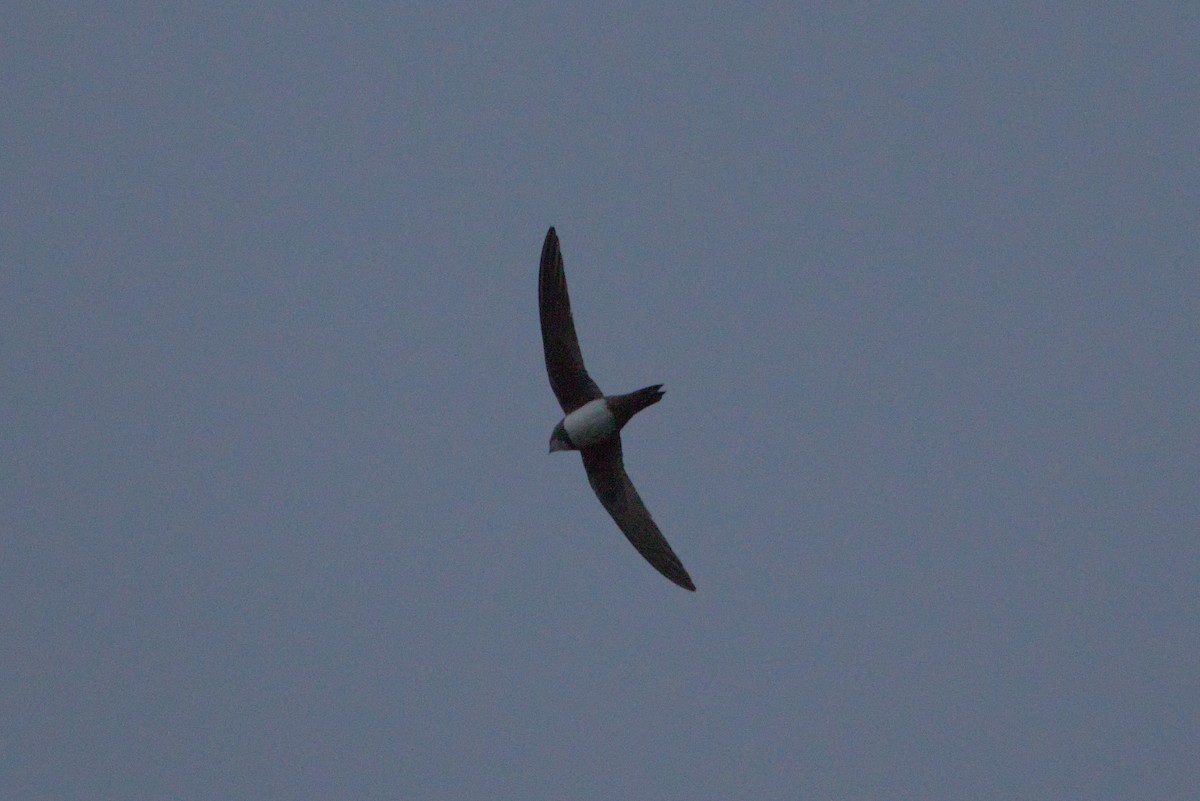 Alpine Swift - Zsolt Semperger