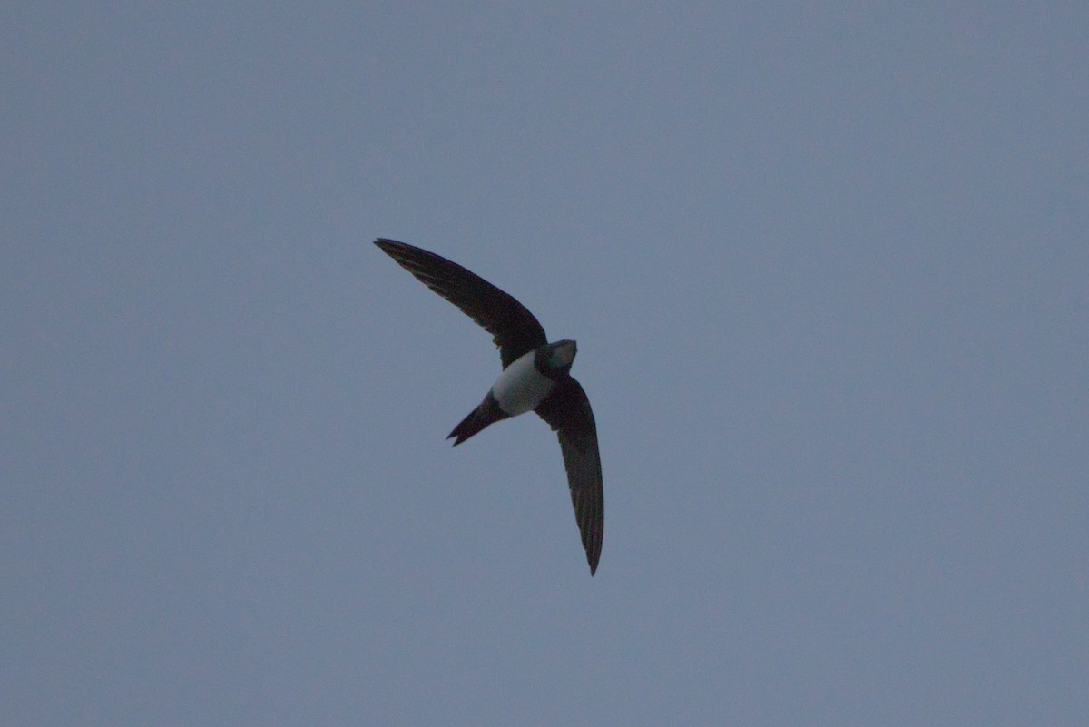 Alpine Swift - Zsolt Semperger