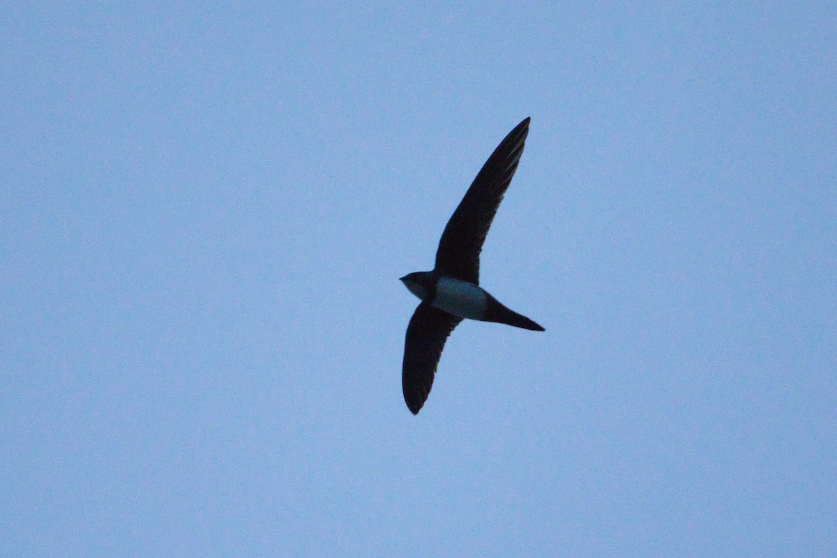 Alpine Swift - Zsolt Semperger