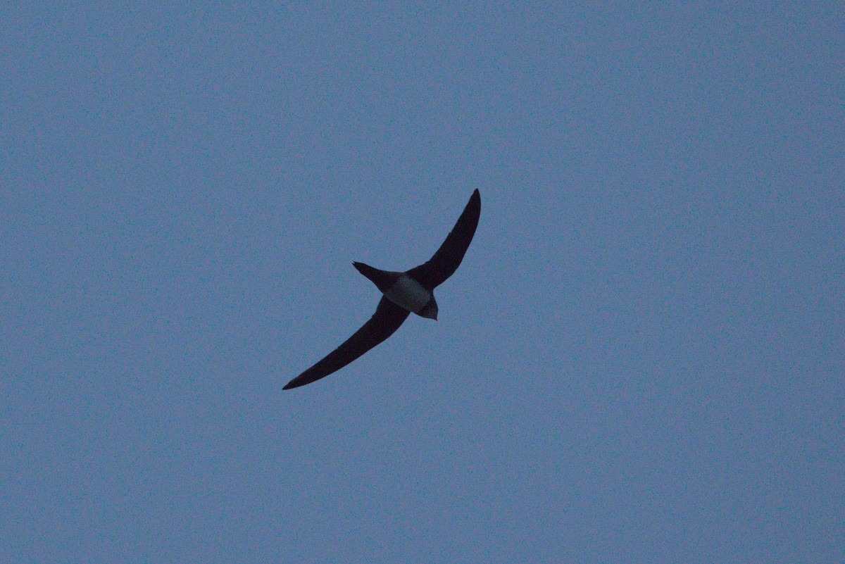 Alpine Swift - Zsolt Semperger