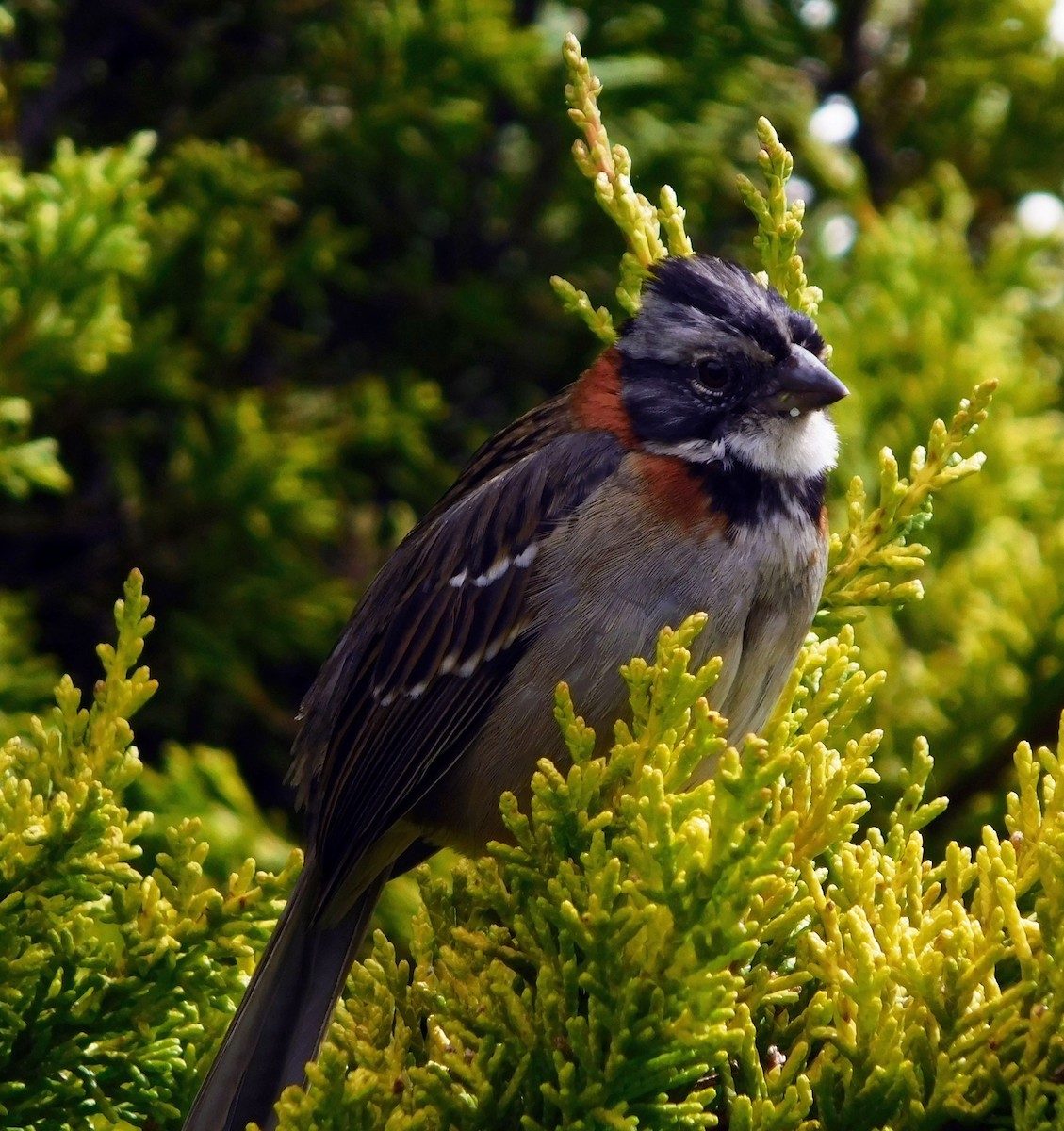 Rufous-collared Sparrow - Juan Camilo Lievano