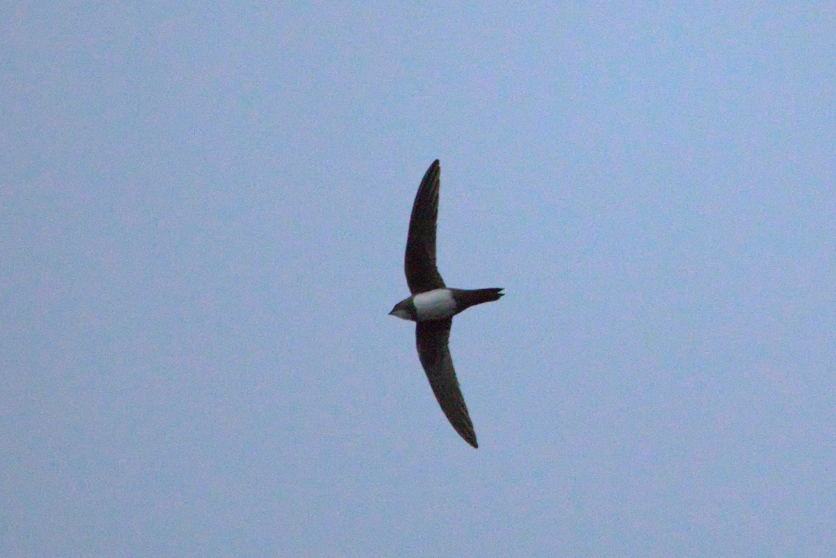 Alpine Swift - Zsolt Semperger