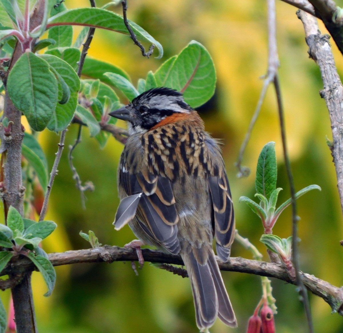 Rufous-collared Sparrow - Juan Camilo Lievano