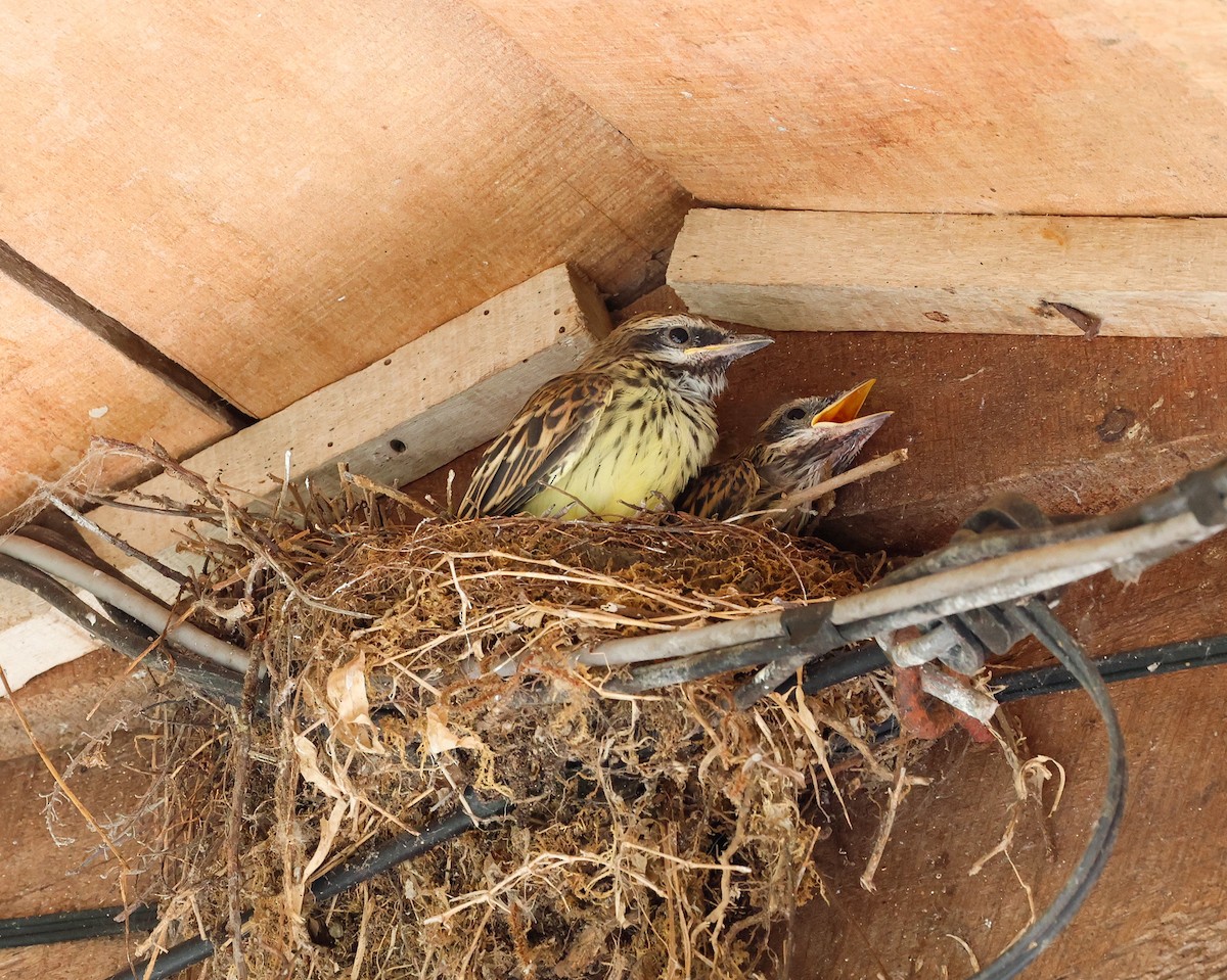 Sulphur-bellied Flycatcher - Cristina Rappa