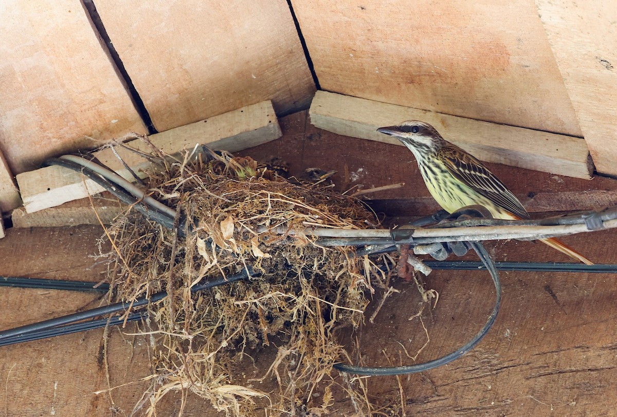 Sulphur-bellied Flycatcher - Cristina Rappa