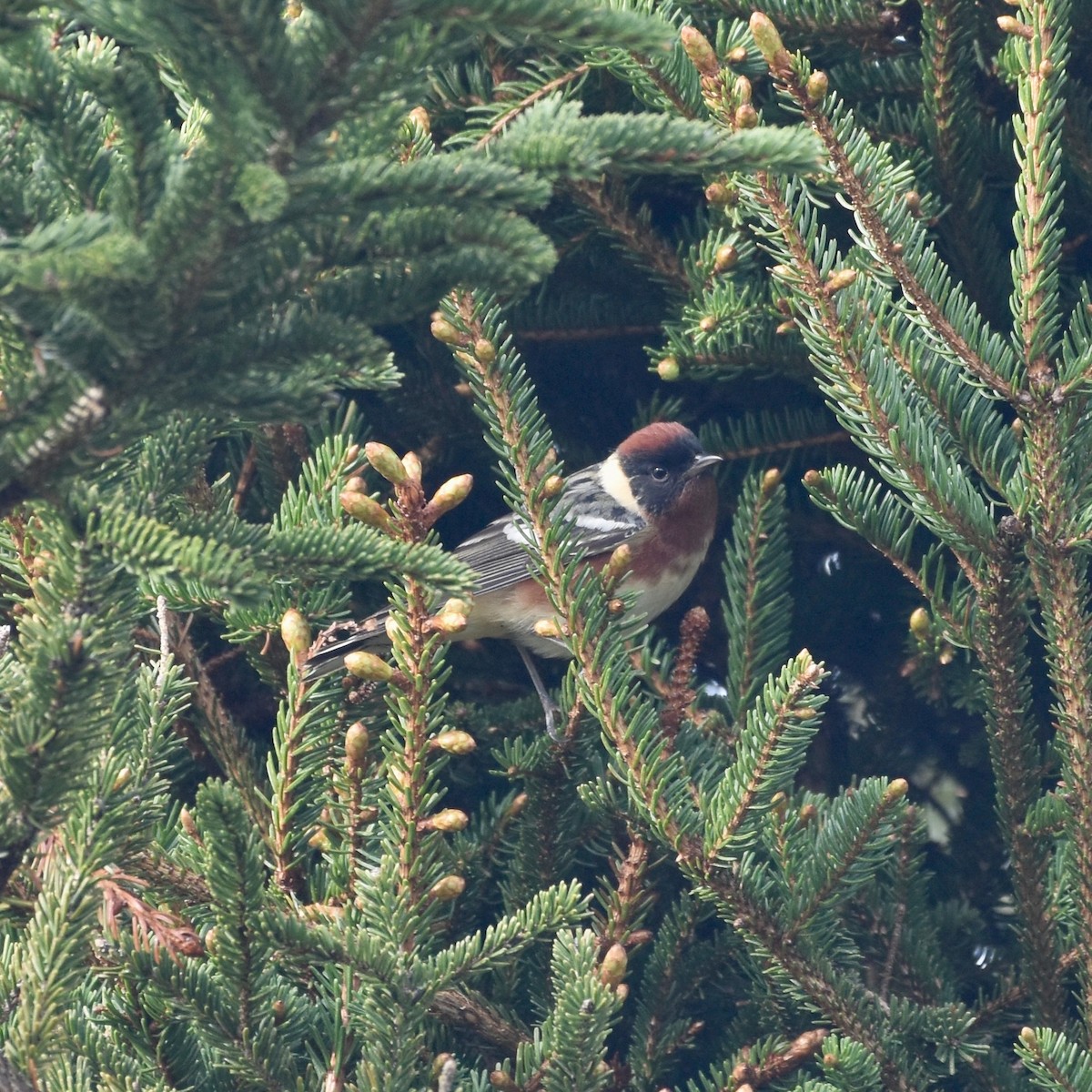 Bay-breasted Warbler - Shauna Rasband