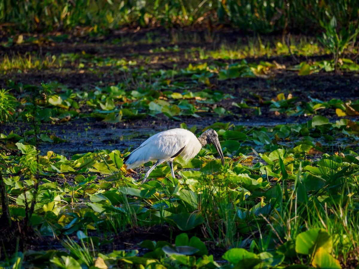 Wood Stork - Rick Davis