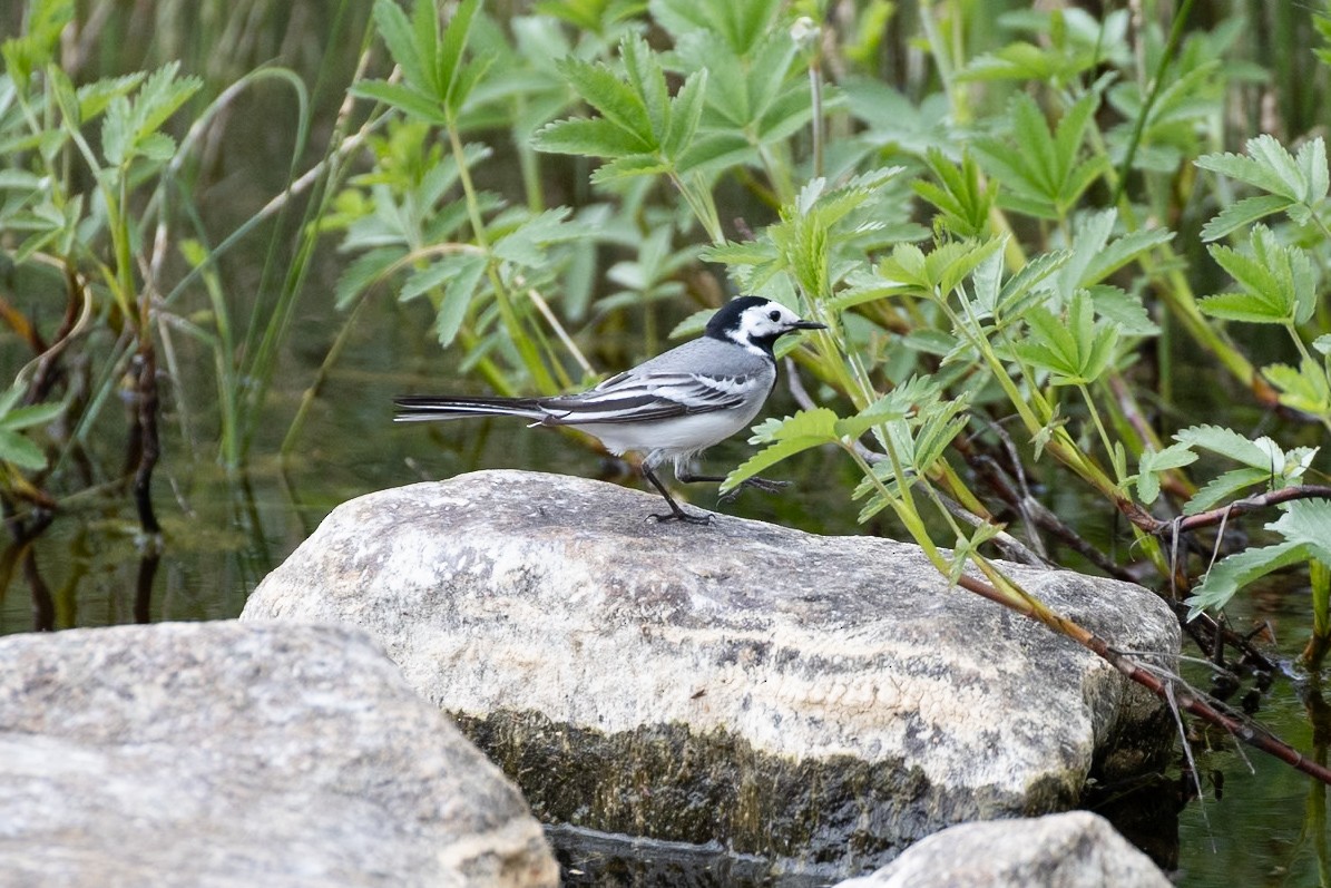 White Wagtail - Susana Borras