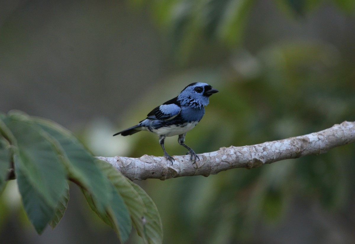 White-bellied Tanager - Júlio César Machado