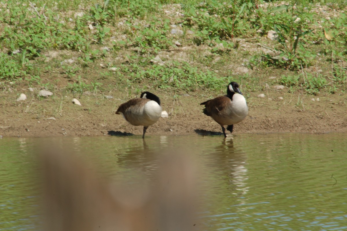 Canada Goose - Herbert Larner