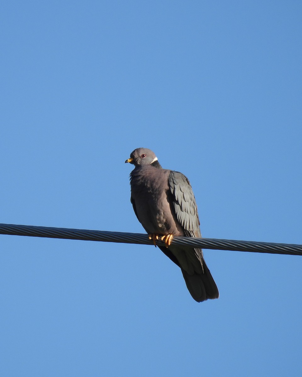 Band-tailed Pigeon - Jay Breidt