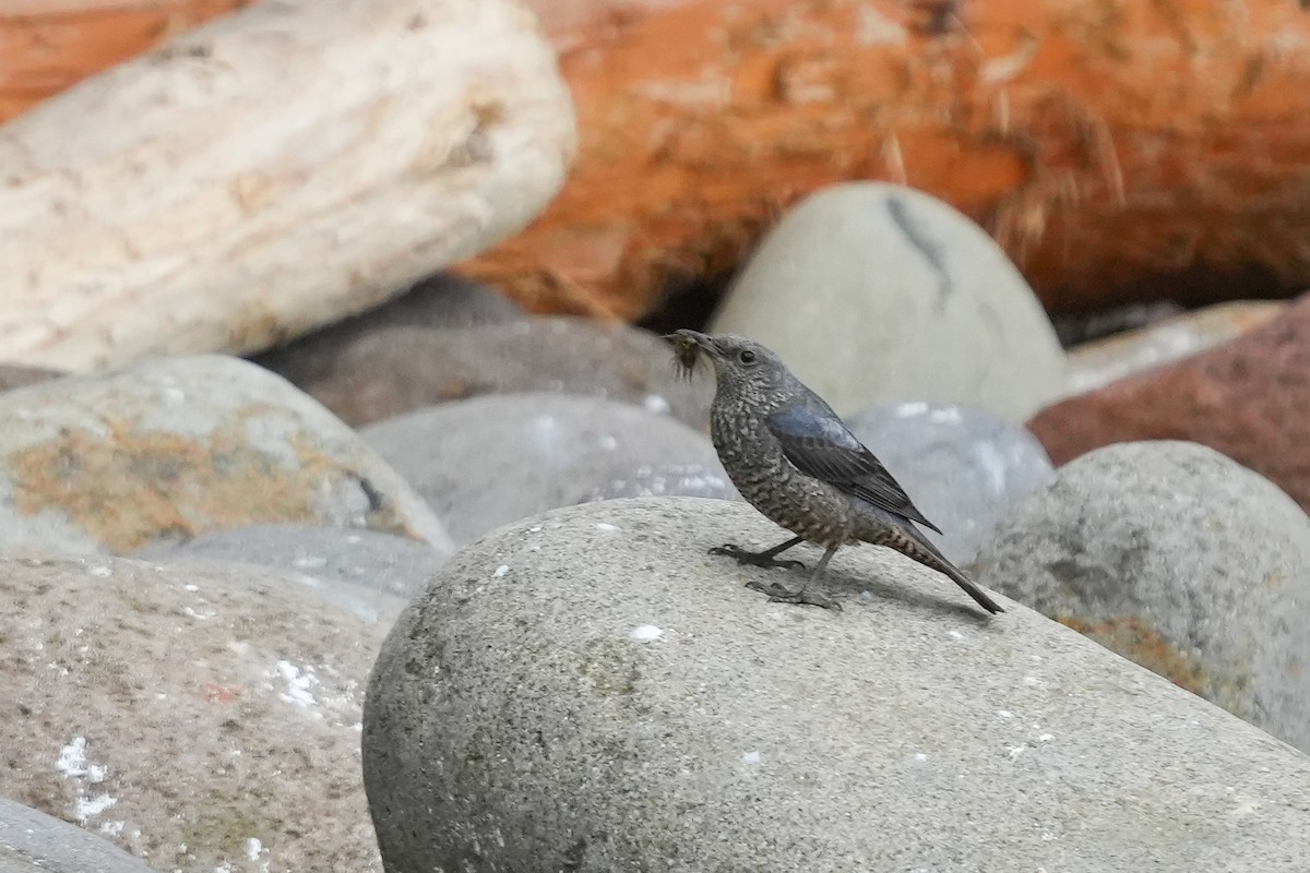 Blue Rock-Thrush - Lenny Xu