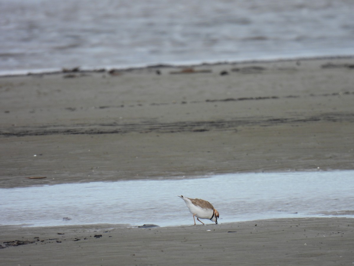 Collared Plover - Silvana Mallo