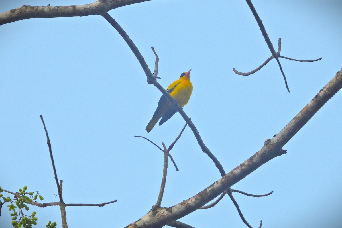 Black-naped Oriole - Prabhudatta Bal