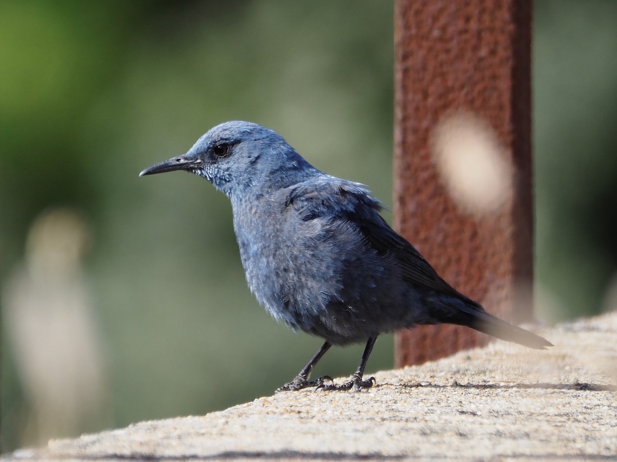 Blue Rock-Thrush - Francisco Rivas  🪶