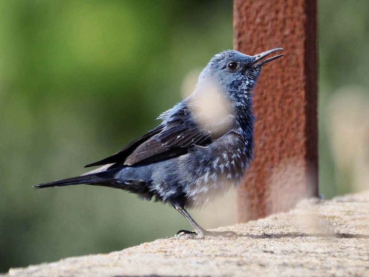 Blue Rock-Thrush - Francisco Rivas  🪶