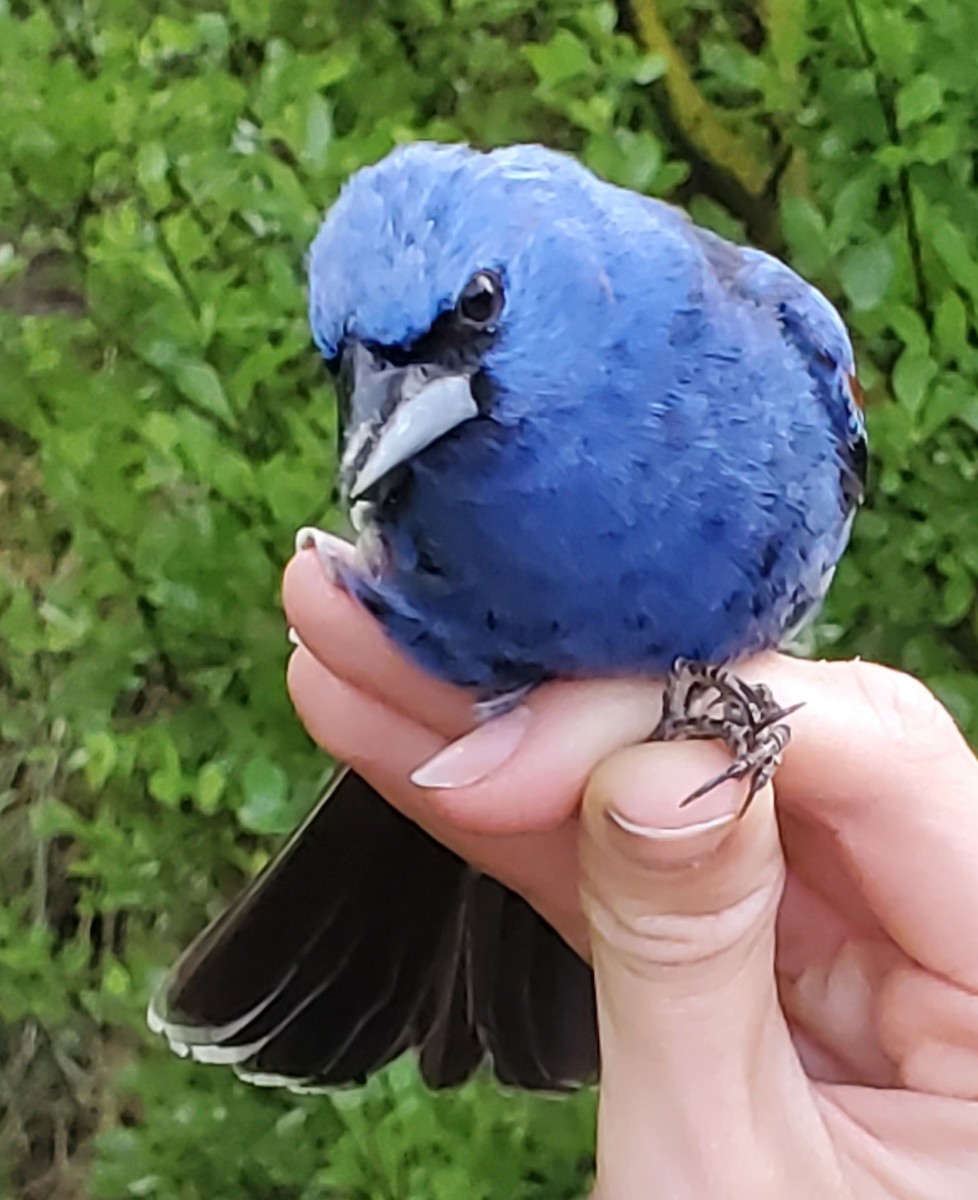 Blue Grosbeak - Nancy Cox