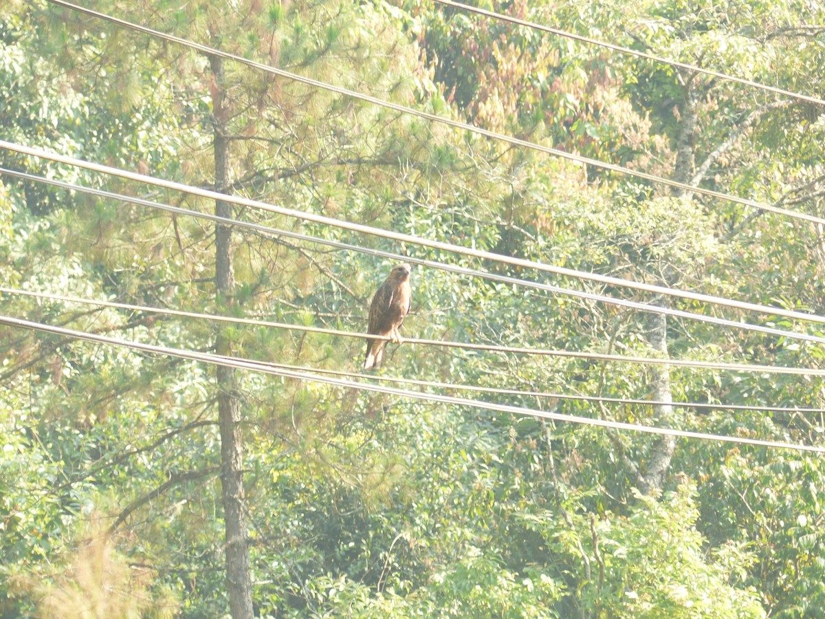 Eastern Buzzard - Andrey Ralev