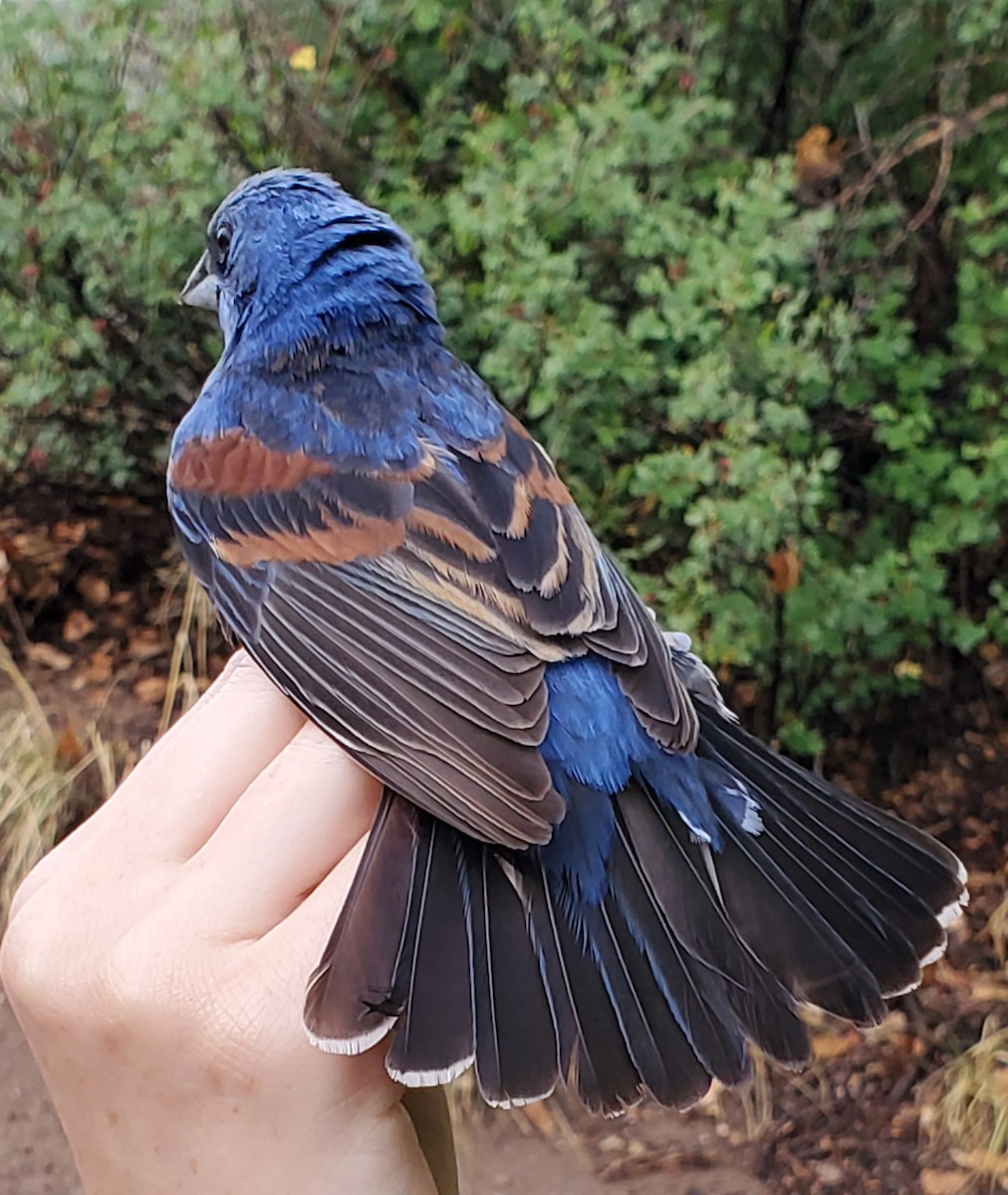 Blue Grosbeak - Nancy Cox