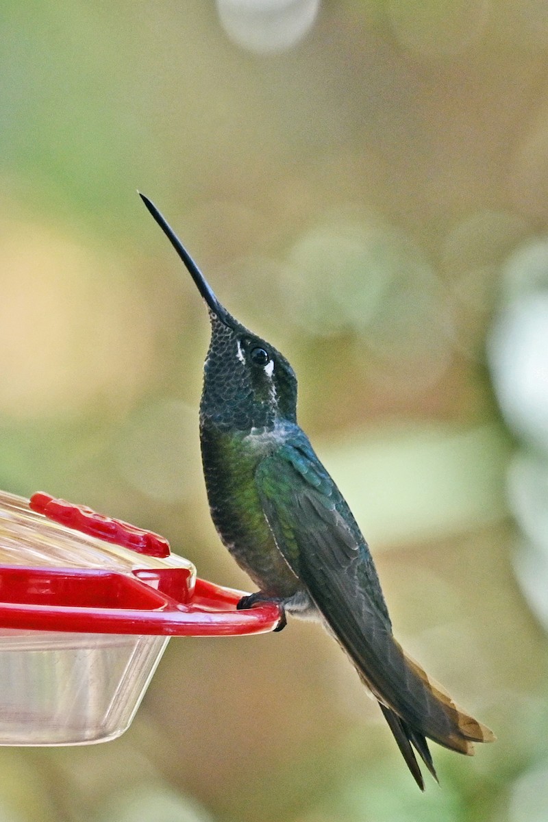 Rivoli's Hummingbird - Faye Spencer