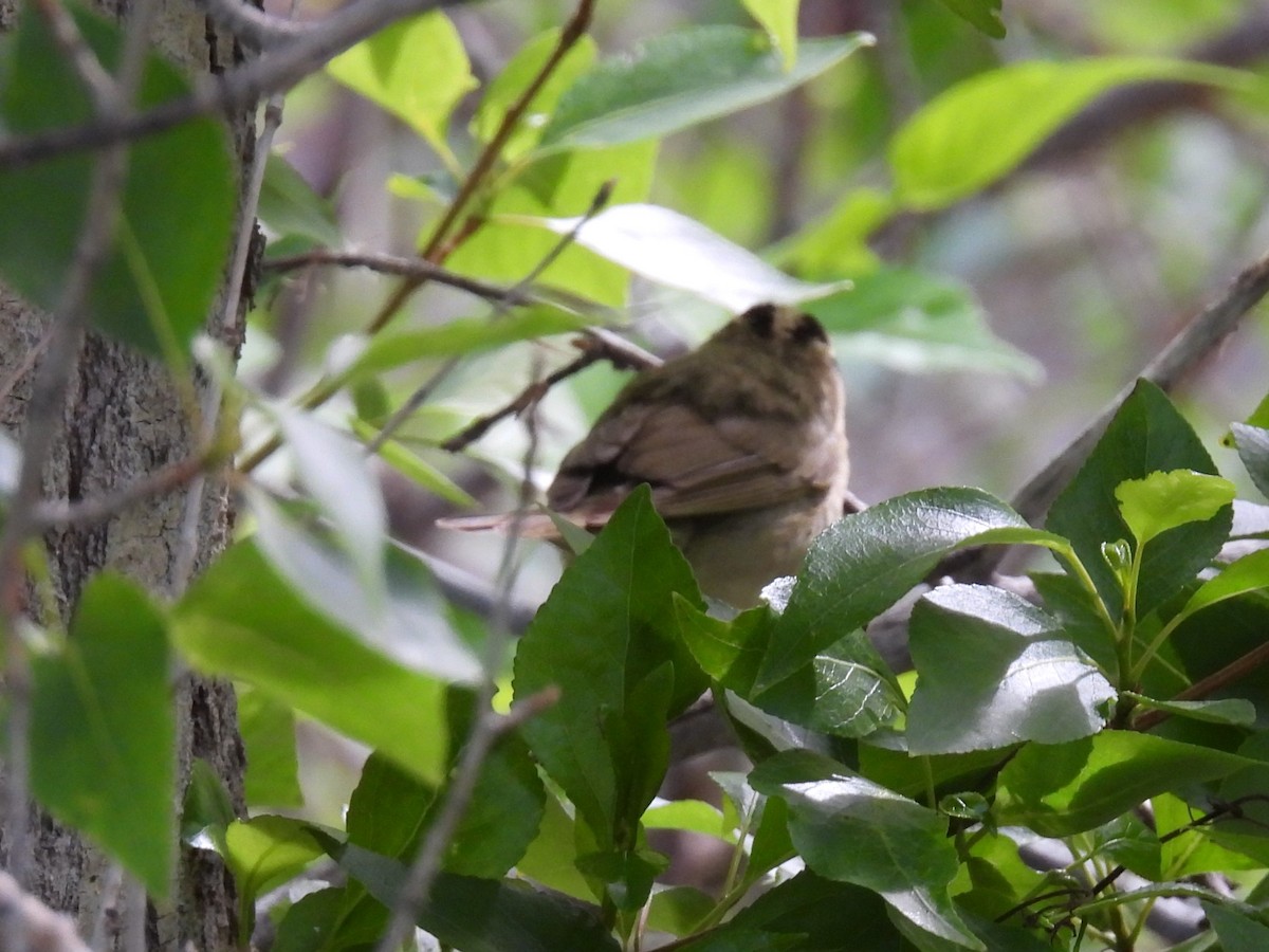 Worm-eating Warbler - Jay Breidt