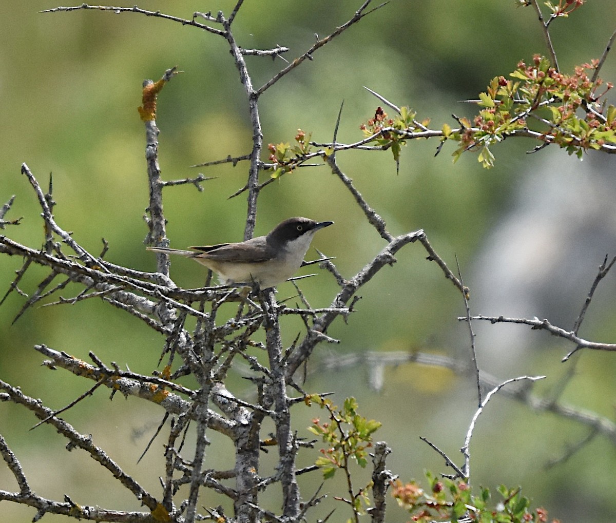 Western Orphean Warbler - Isabel Gómez Carrasco